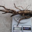 묘하우스 이미지