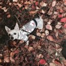 다정하고 맛있개 이미지