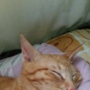 할매재첩국 이미지