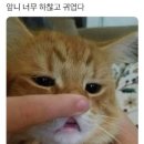 행복한 돼지 - 사하구 | 행복한 돼지