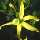 일랑일랑 이미지