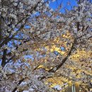 맘스터치(율하광장점) 이미지