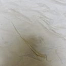 태성프라자 주변 | [강아지 페노바비탈 반응성 침샘증 ?] 강아지 침토, 거품토하며 알레르기 반응 증상으로 병원행