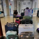 카멜리아 이미지