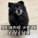 깔꼼 애견미용실 | 목포 애견미용 아로마 스파 가격 | 몽글몽글 강아지 애견미용 남악