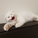 #오드아이 이미지