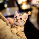 펫스토리 수가 이미지