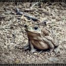 두꺼비섬 이미지