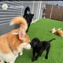 팍스도그트레이닝센터 이미지