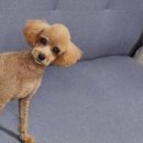 댕댕스토리 이미지