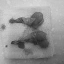 설악동물병원 이미지