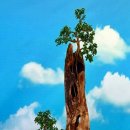 예미초등학교 이미지