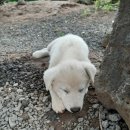 꽃님이네 이미지