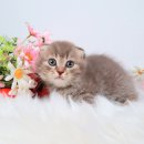 핑크젤리캐터리 이미지