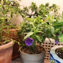 밀레니엄슈퍼 이미지