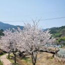 은해사 벚꽃길 이미지