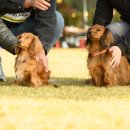 토이켄넬 이미지