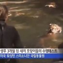 호랑이 PC 이미지