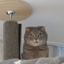 11545-03-02-26 | [sub수술후기] 26/03/02 4차플러싱