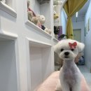 하이퍼피 | 사직동애견미용 저희 댕댕이의 미용 만족한 하이퍼피 다녀온 후기
