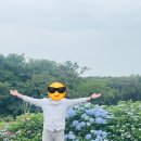 안덕면사무소 앞 | 제주 태교여행 안덕면사무소 수국 후기 개화상황