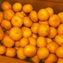 브리즈번 102 이미지