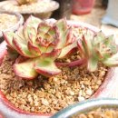 우암농장 이미지