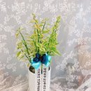 진흥플라워 - 김포시 당산길 600-20 | 진흥플라워