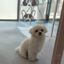 #the예쁘개 이미지