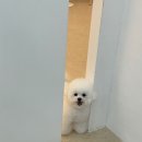 뽀송뽀송강아지미용실 이미지