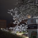 북일여자고등학교 | 천안 북일고 벚꽃축제 후기 (50주년 개방, 4.4 단 하루 개방)