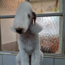 하트애견미용실 이미지