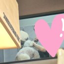 [금천24시K동물의료센터] 고양이 집사가 직접 다녀온 금천구 동물병원 후기