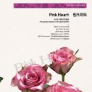 핑크하트 - 진주시 중앙시장길 28 | 핑크하트
