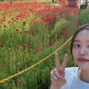 가평읍 | 2026 가평 자라섬 꽃페스타 방문후기 - 데이트, 가족여행, 봄여행, 애견동반가능여행, 꽃축제, 서울근교...