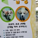 강아지 공화국 이미지