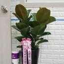 서울마이티체육관