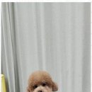 키티앤퍼피 이미지