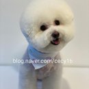 전설의 그루밍 이미지