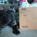 Jena house 이미지