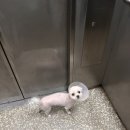 대구혁신메디컬 동물병원 이미지