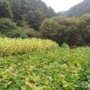 가평전원별장펜션 이미지