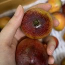 [제주/서귀포] 미니애플망고 내돈내산 후기
