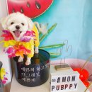 몽펍피 이미지