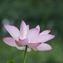 마음의 평온함을 찾기 위해 읽으면 좋은글귀 이미지