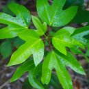 황칠나무집 이미지