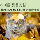 대치수동물병원 | 대치동물병원, 가을에 조심해야 할 질환
