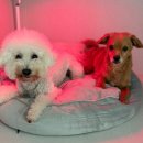 댕글댕글유치원 이미지