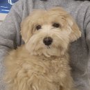 쓰담쓰담해줄개 이미지