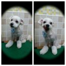 말티스토리 이미지